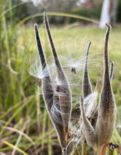 Asclepias tuberosa (Butterfly weed) — photo