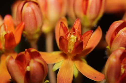 Asclepias tuberosa (Butterfly weed) — photo