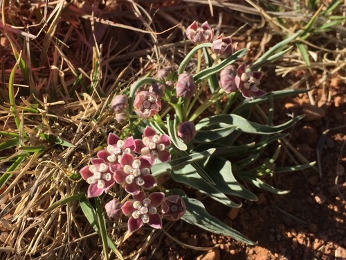 Asclepias uncialis (Wheel milkweed) — photo