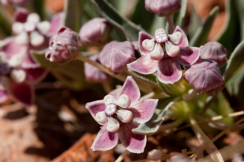 Asclepias uncialis (Wheel milkweed) — photo
