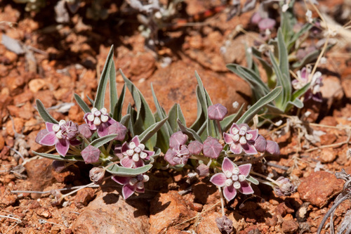 Asclepias uncialis