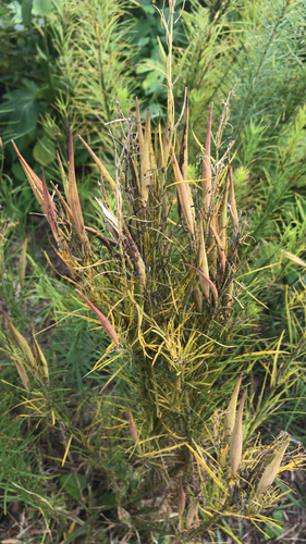 Asclepias verticillata (Bedstraw milkweed) — photo
