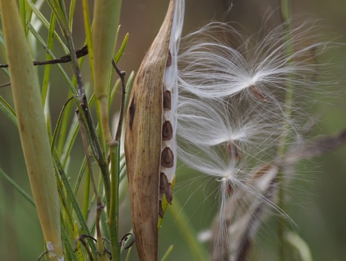 Asclepias verticillata (Bedstraw milkweed) — photo