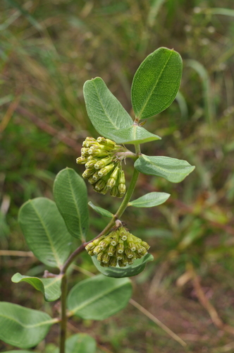 Asclepias viridiflora (Green milkweed) — photo