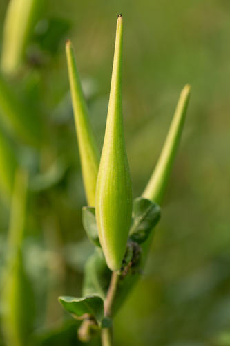 Asclepias viridiflora (Green milkweed) — photo