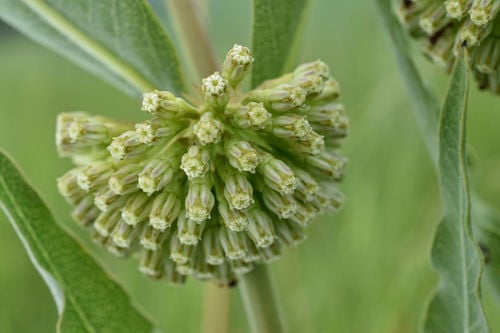 Asclepias viridiflora