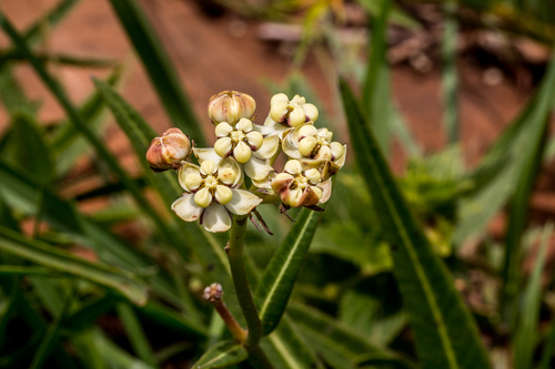 Asclepias woodii (Milk weed) — photo