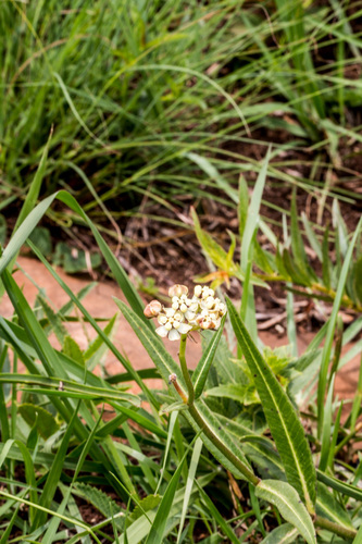 Asclepias woodii (Milk weed) — photo