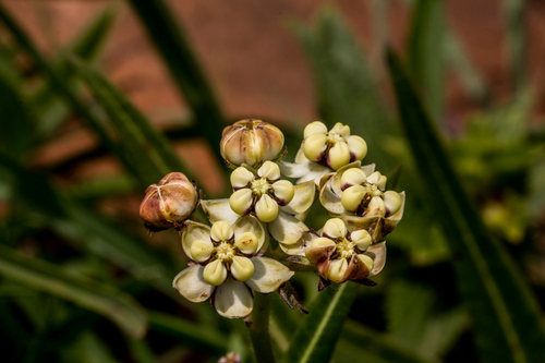 Asclepias woodii