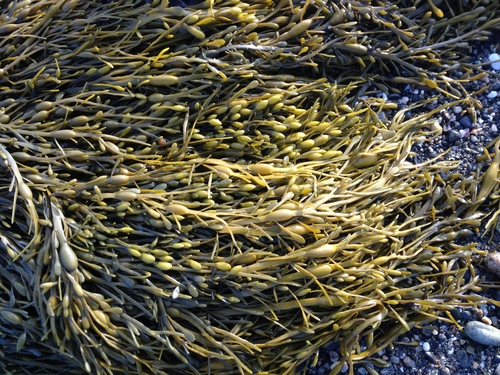 Ascophyllum nodosum (Bladder wrack) — photo