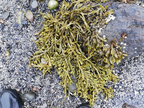 Ascophyllum nodosum (Bladder wrack) — photo