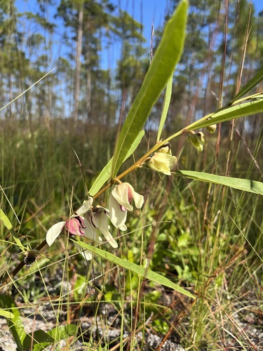 Asimina longifolia (Slimleaf pawpaw) — photo