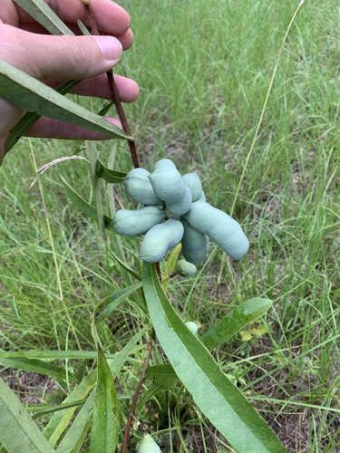 Asimina longifolia (Slimleaf pawpaw) — photo
