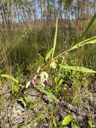 Asimina longifolia