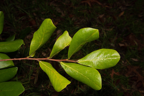 Asimina obovata (Florida pawpaw) — photo