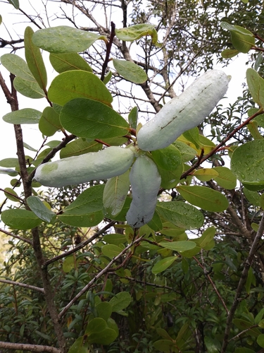 Asimina obovata (Florida pawpaw) — photo