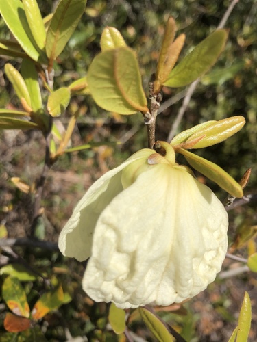 Asimina obovata