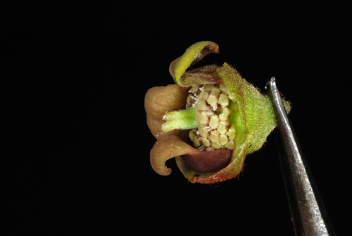 Asimina parviflora (Dwarf pawpaw) — photo