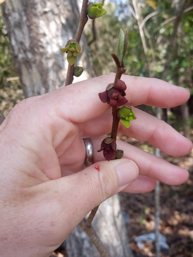 Asimina parviflora (Dwarf pawpaw) — photo