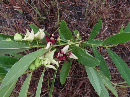 Asimina pygmaea (Dwarf pawpaw) — photo