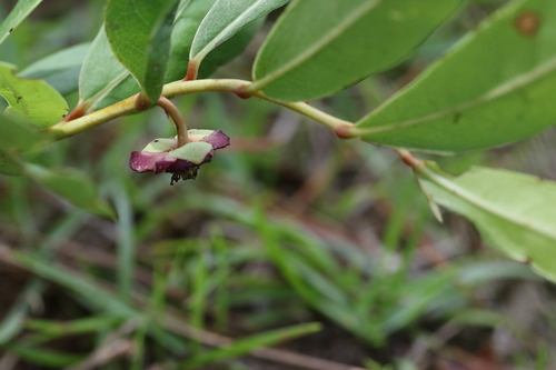 Asimina pygmaea (Dwarf pawpaw) — photo