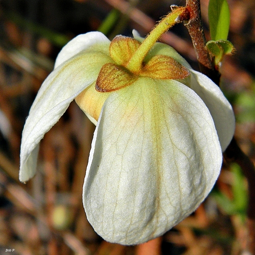 Asimina reticulata (Seminole tea) — photo