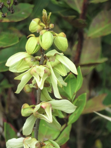 Asimina reticulata (Seminole tea) — photo