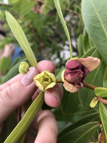 Asimina tetramera (Four-petalled pawpaw) — photo