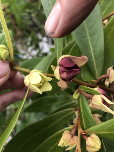 Asimina tetramera (Four-petalled pawpaw) — photo