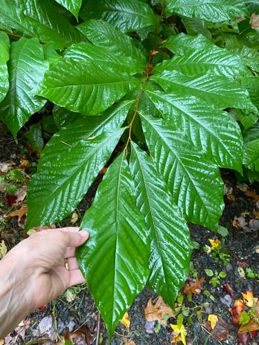 Asimina triloba (Asimoya) — photo