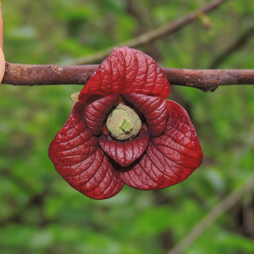 Asimina triloba (Asimoya) — photo