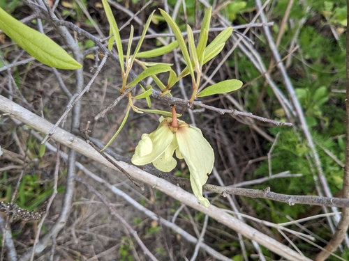 Asimina x nashii (Nash's pawpaw) — photo