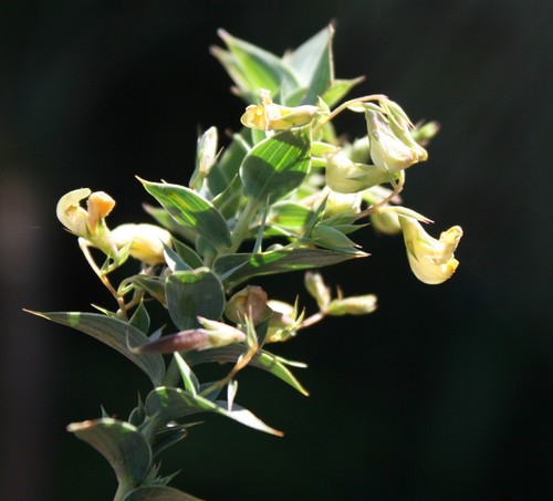 Aspalathus alpestris — photo