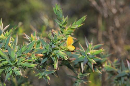 Aspalathus alpestris