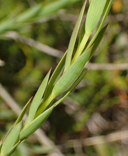 Aspalathus angustifolia — photo
