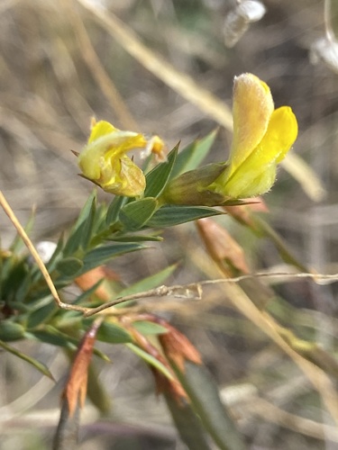 Aspalathus angustifolia — photo
