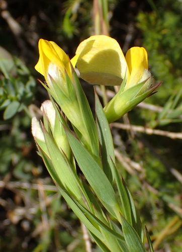 Aspalathus angustifolia