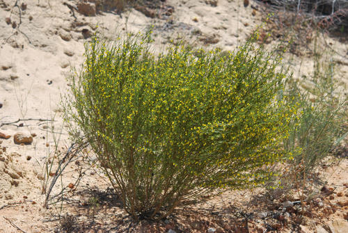Aspalathus linearis (Rooibos tea) — photo