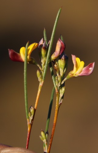 Aspalathus linearis (Rooibos tea) — photo