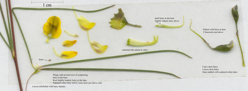 Aspalathus pendula (Golden tea) — photo