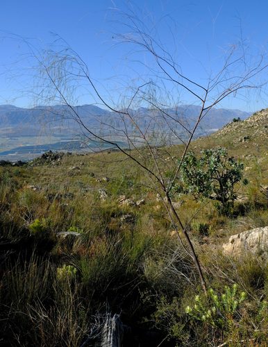 Aspalathus pendula (Golden tea) — photo