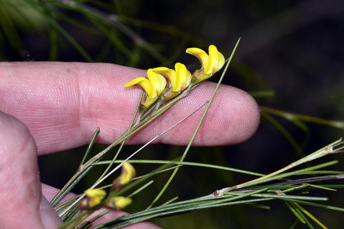 Aspalathus pendula