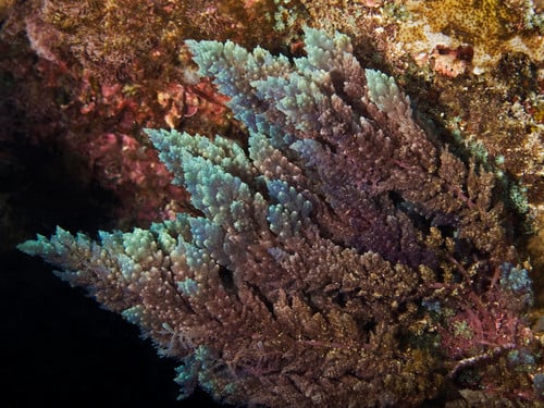 Asparagopsis taxiformis (A red algae) — photo