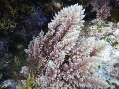Asparagopsis taxiformis (A red algae) — photo