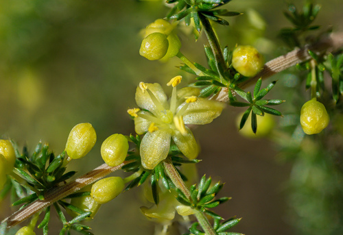Asparagus acutifolius (Wood asparagus) — photo
