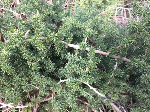 Asparagus acutifolius (Wood asparagus) — photo