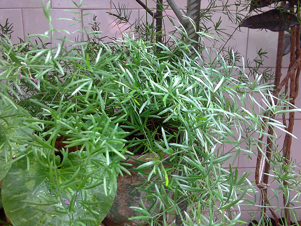 Asparagus adscendens — photo