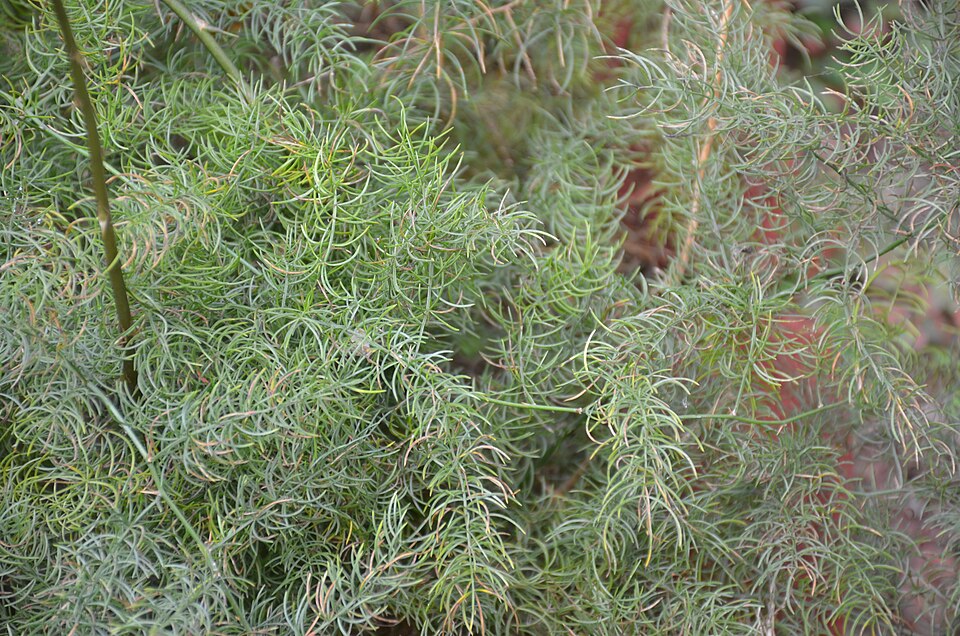 Asparagus adscendens