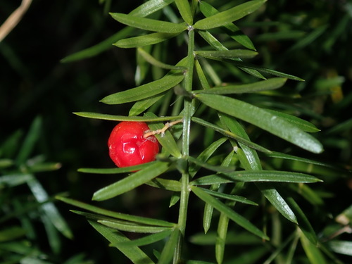 Asparagus aethiopicus