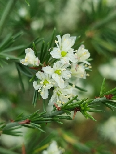 Asparagus africanus (Wild asparagus) — photo